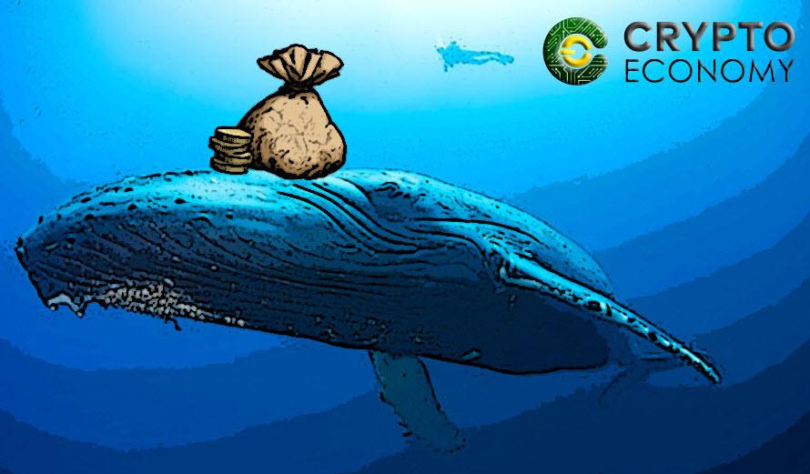 mr crypto whale