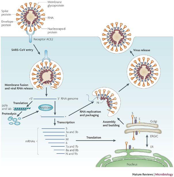 COVID19 UPDATES - Dr. Drew: Media ‘Needs To Shut Up’ About Coronavirus plus MORE ER-208pWsAAwyQB