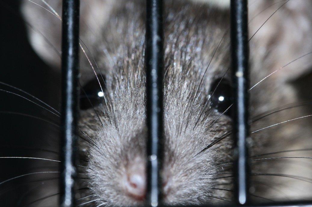 Rat in cage