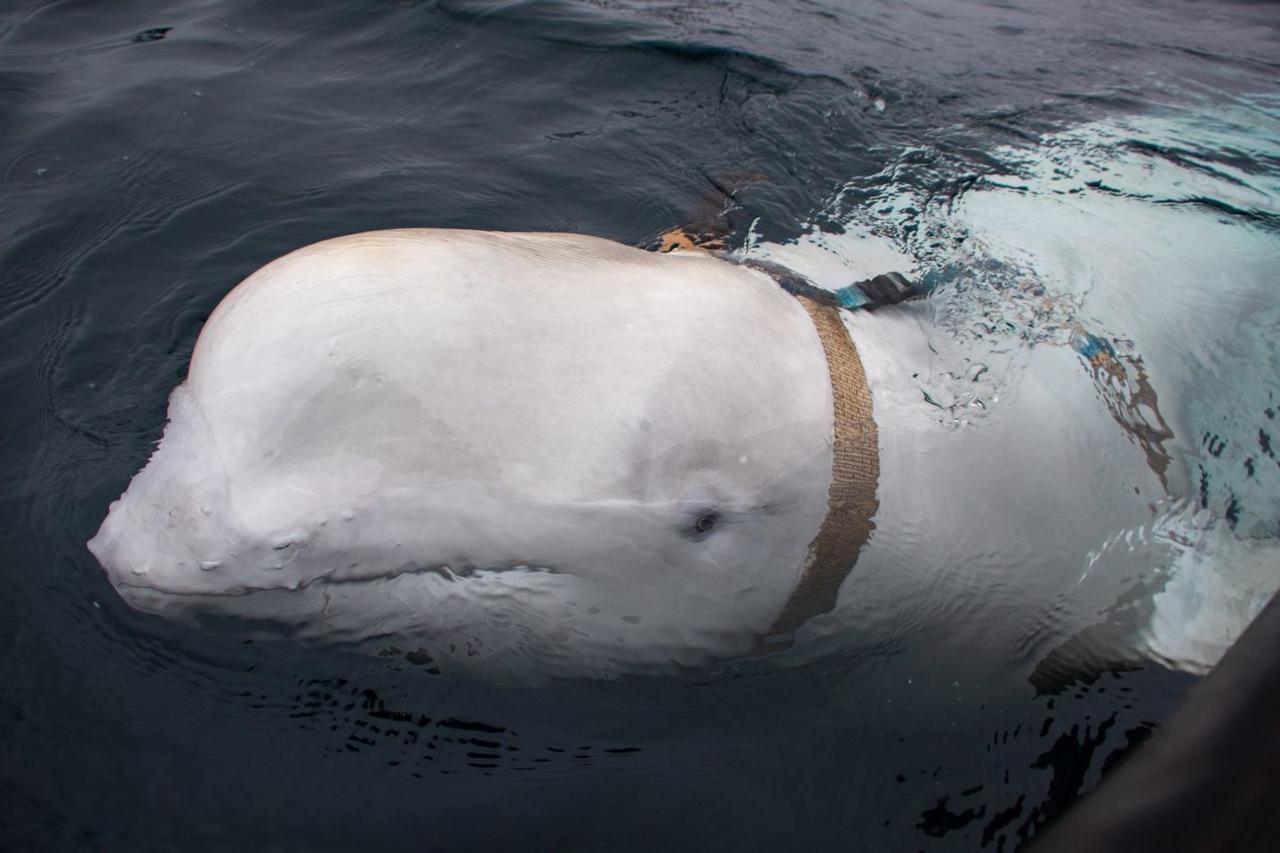 License To Krill: Russian Black-Ops Spy Whale Found In 