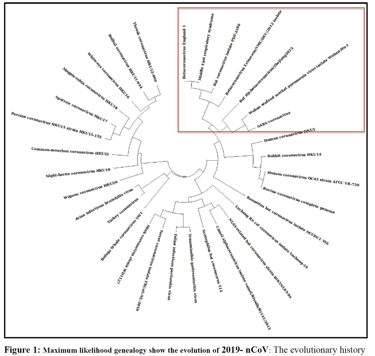 coronavirus%20genealogy.jpg