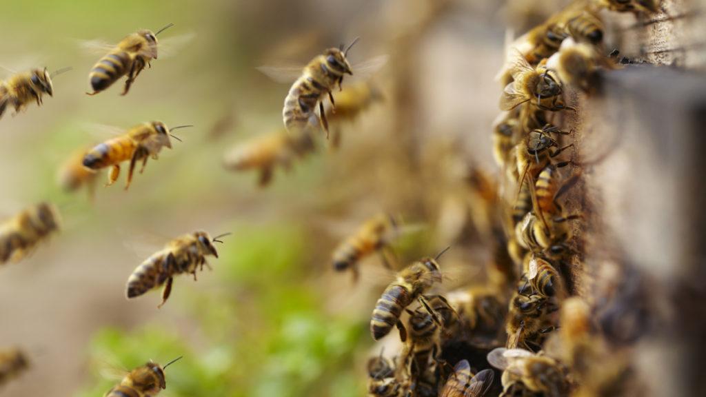 Wild Bee Population Collapses By 90% In New England, Study Warns Wild%20bees