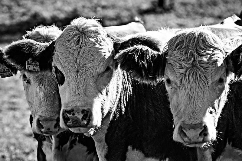 âAs Many As A Million Calves Lost In Nebraskaâ â Beef Prices To Escalate Dramatically In Coming Months [VIDEO]