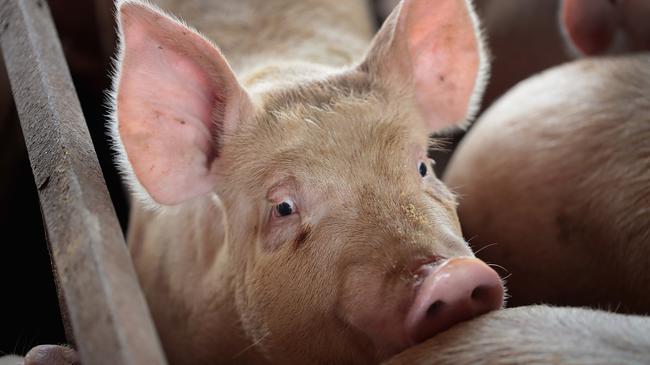 Reservas de carne de cerdo Chinas en riesgo de ‘agotarse en meses’ a medida que los precios se disparan